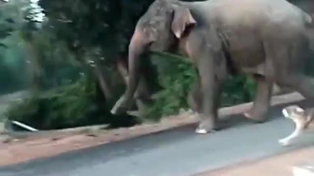 Wild Elephant attack in a small village--