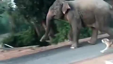 Wild Elephant attack in a small village--