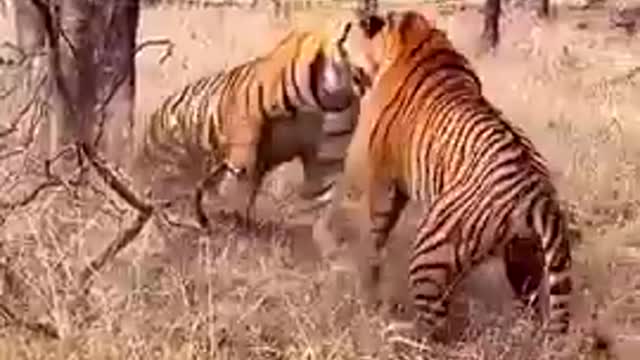 Tiger vs tiger# national geographic# bbcearth#discovery