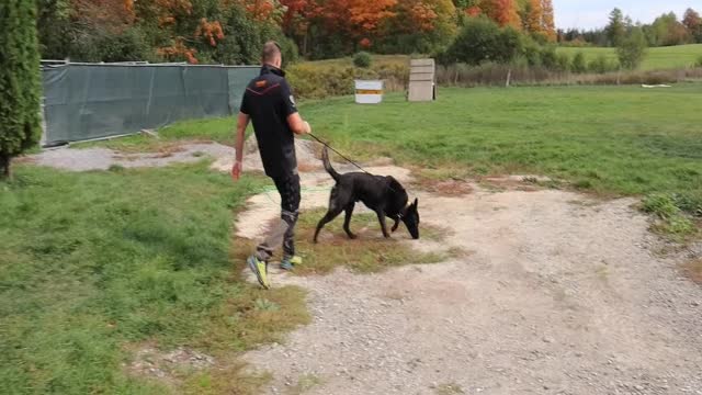 My New Dutch Shepherd - Bite Time pt.2