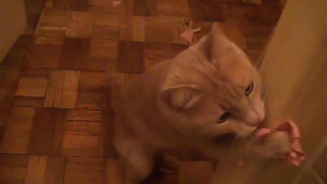 MINI PUMA MURKA CAT PLAYS