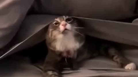 Cats shouldn’t play with fire 🔥🙀 