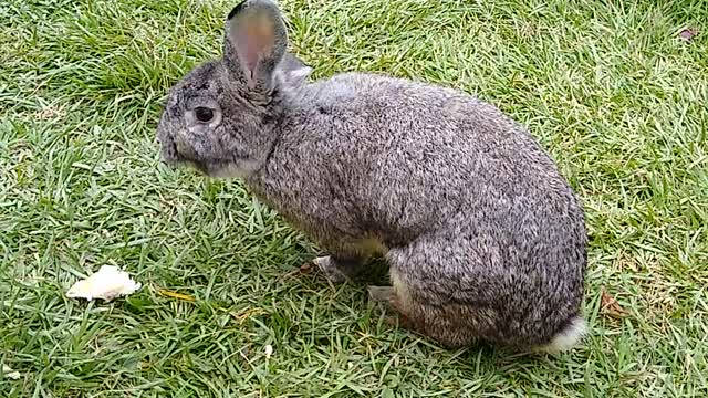 rabbit walking in the garden