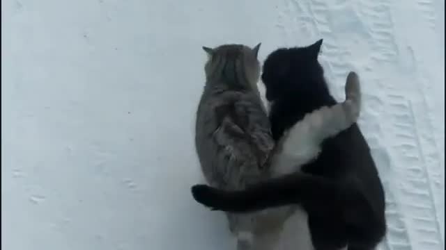 two cat love