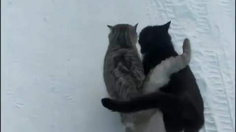 two cat love