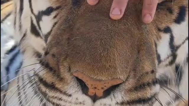 How to put a tiger in trance