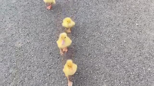 金太阳原创_#萌宠出道计划 #金太阳原创 #歌曲一江春水