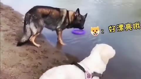 Share the most interesting video with you 13