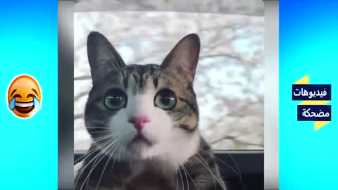 Funnycatsandanimals