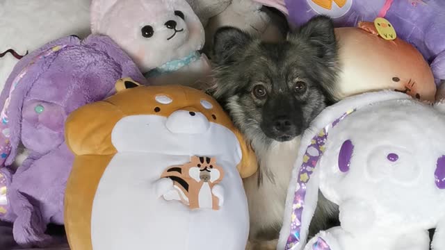 Expertly camouflaged puppy hides in amongst soft toys