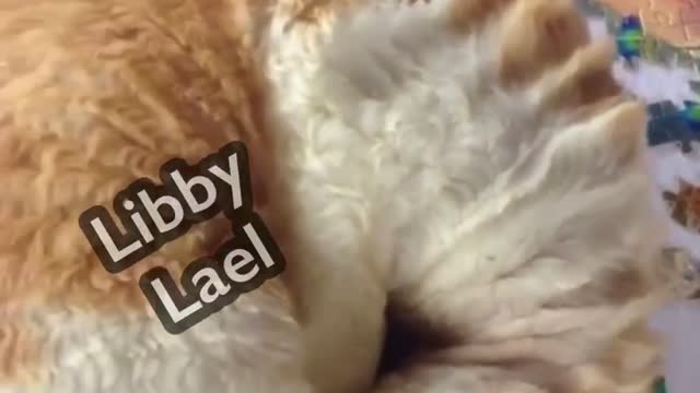 Napping Devon Rex