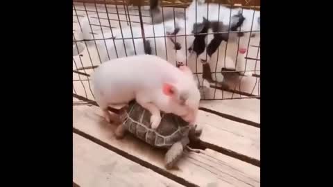 First time I see a pig riding a turtle