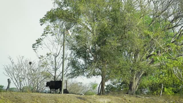 Lonely cow in village