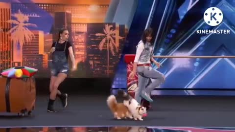 Dog circus