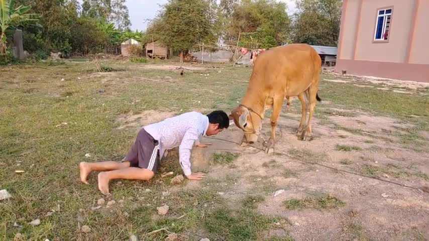 Cows funny videos