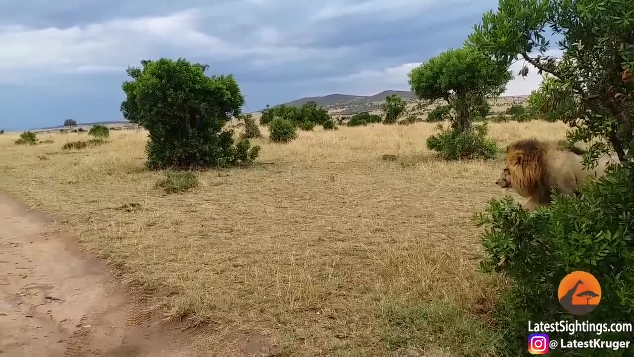 Lions Roaring Compilation animals.