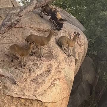 Episode #62 Deer Keep Our Life Viral Video