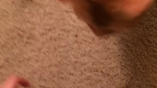 Cat likes to play fetch