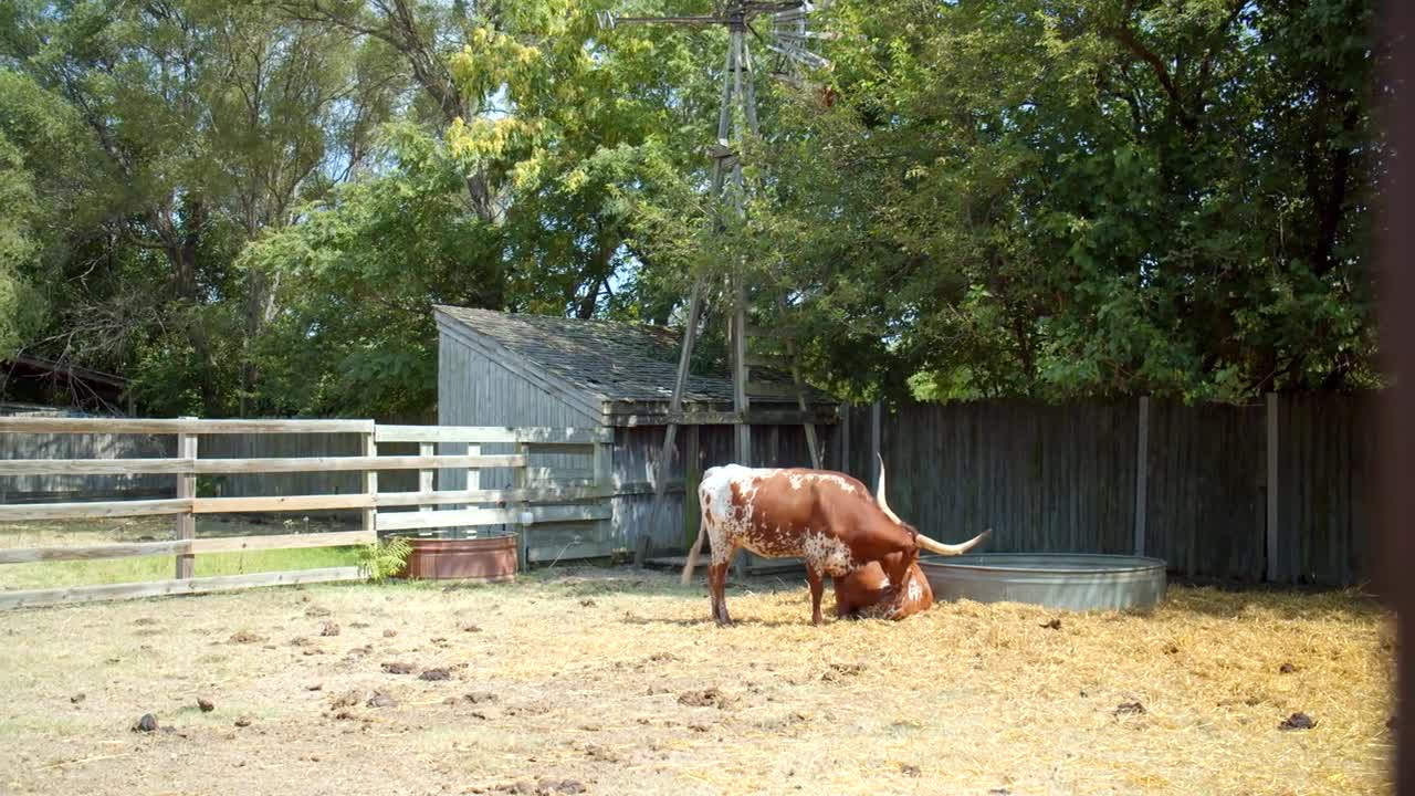 Bull & Cow Through Wooden Fence, Post, Farm