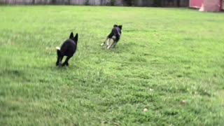 Shamrock chasing Love
