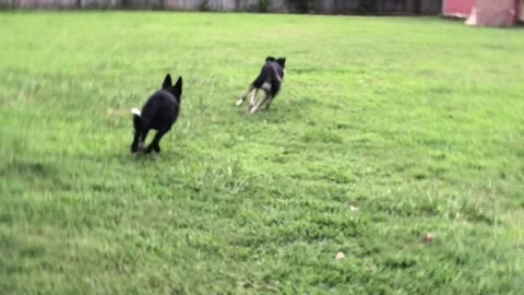 Shamrock chasing Love