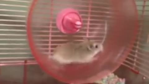 HILARIOUS HAMSTER WHEEL FAIL !