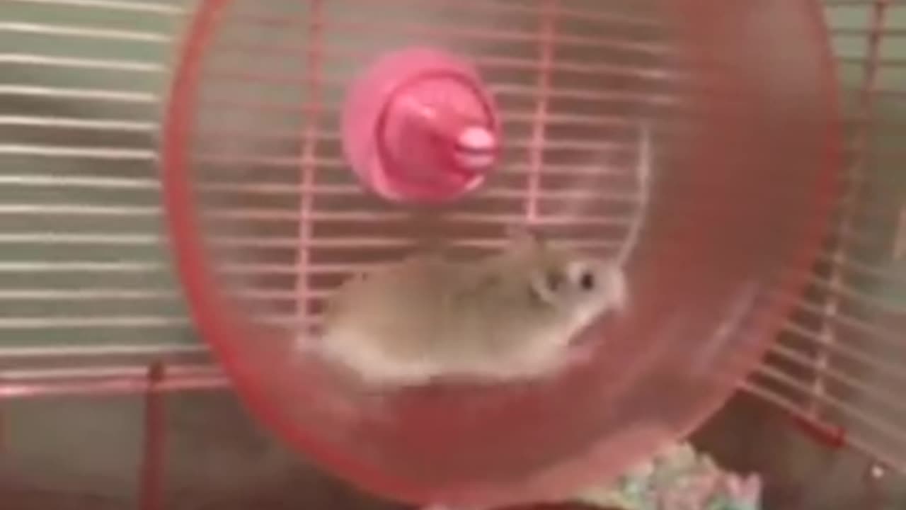 HILARIOUS HAMSTER WHEEL FAIL !