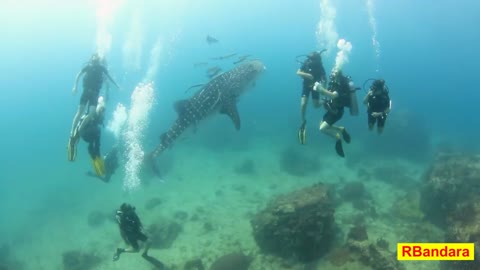 A REALLY Friendly Baby Whale Shark