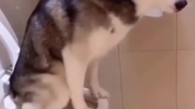 Funny dog using toilet to potty #shorts video