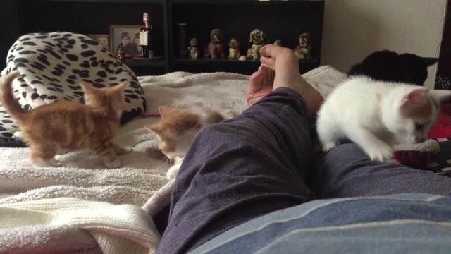 Four Cheeky Kittens Playing part 3