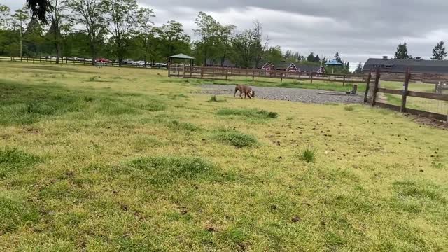 German Shepard vs Pitbull - OFF LEASH TRAINING