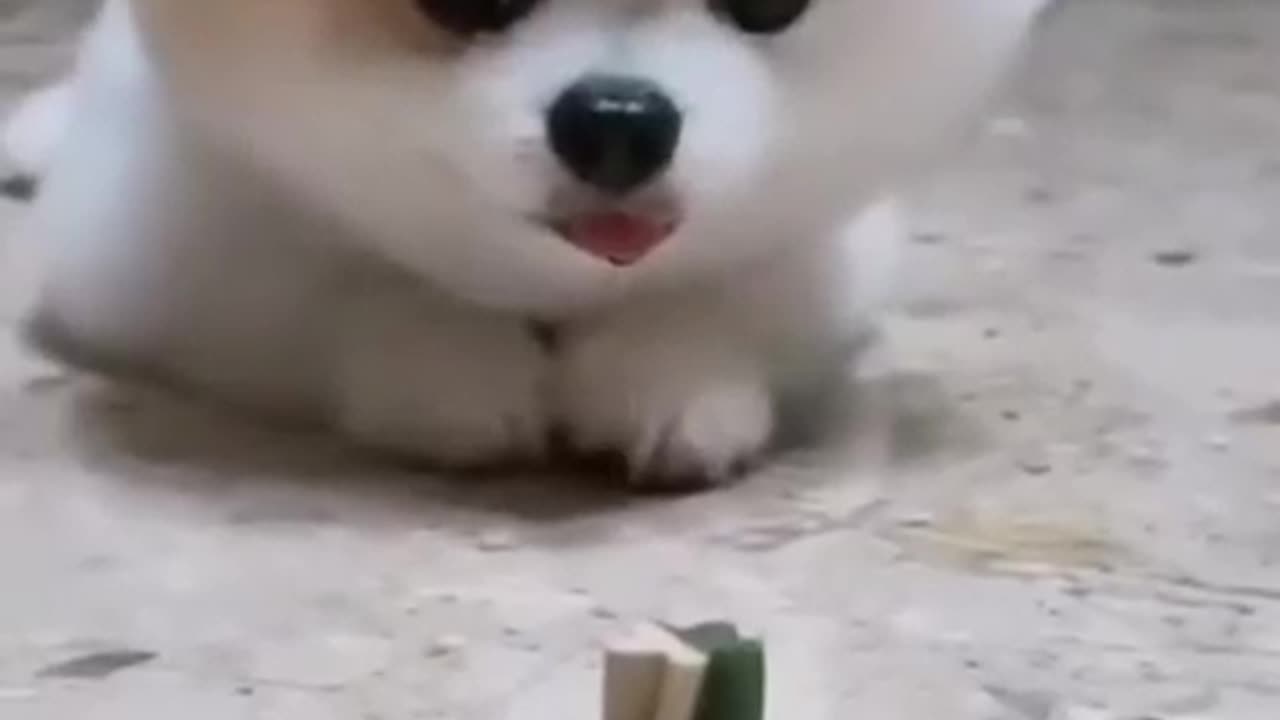 animals_funny_videos