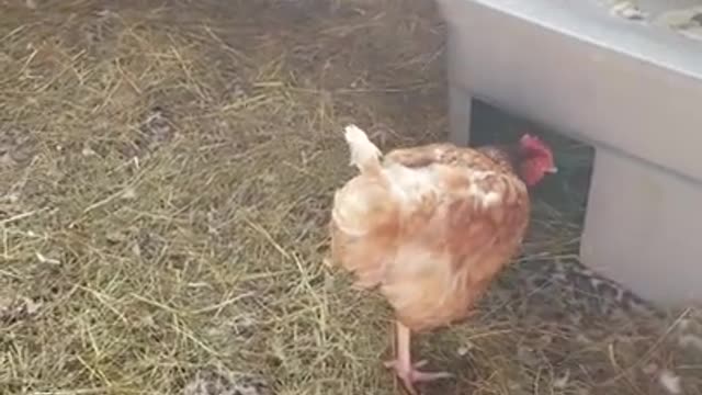 Amanda Grace Talks...Ducks and Chickens Breakfast Buffet!