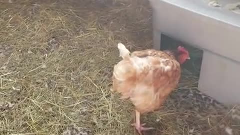 Amanda Grace Talks...Ducks and Chickens Breakfast Buffet!