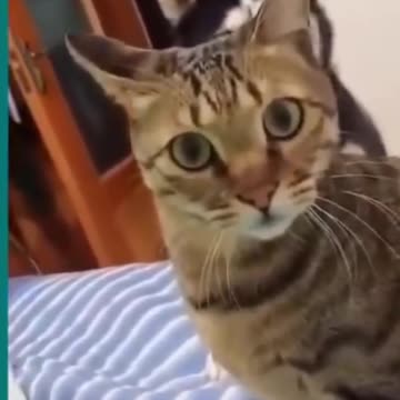 funny cat