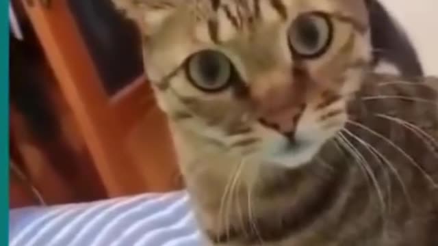funny cat