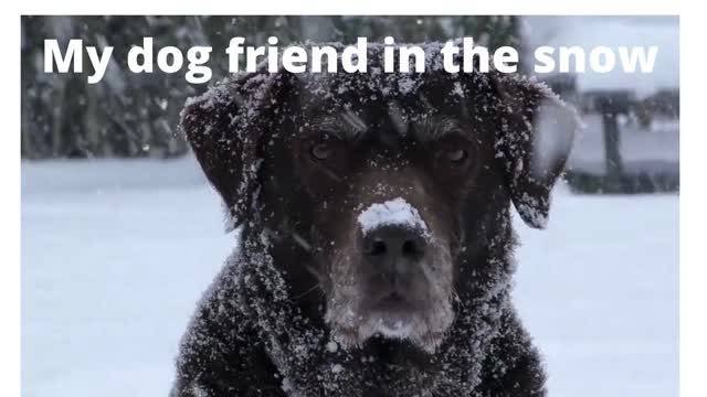 My dog friend in the snow