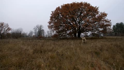 Labrador running through a field