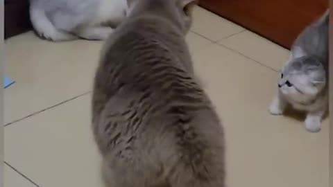 funny cat fight