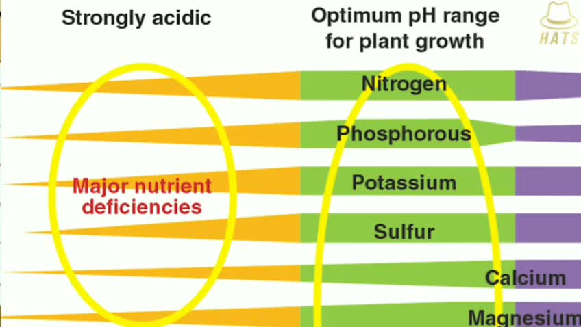 How To Determine Right pH Levels In Soil