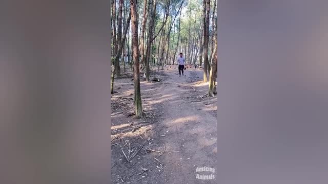 Chicken Wants To Bite Dog
