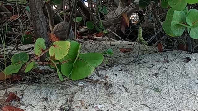 Hanging with God's Animals in the Virgin Islands
