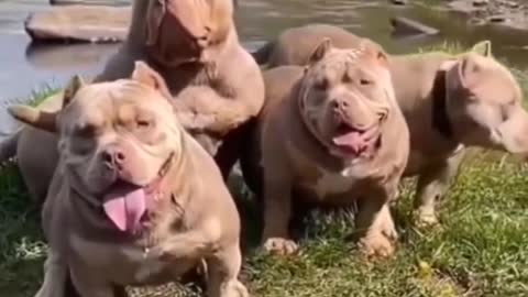 Cutie Bulldogs for Funniest moment