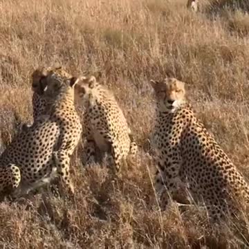 عائلة النمور