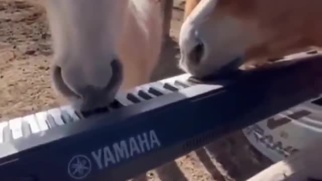 angry animals9