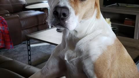 a-pet-dog-on-a-couch