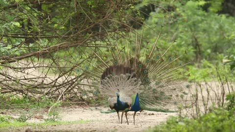Aww Animals! peacock video