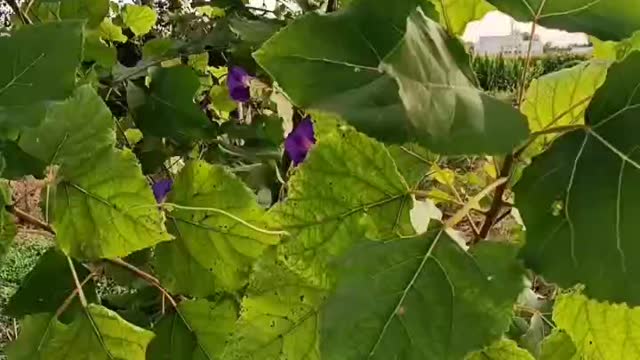Morning glories are everywhere