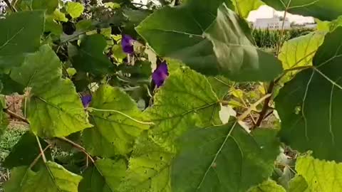 Morning glories are everywhere