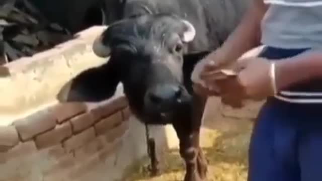 FunnyLaughter Joke Bomb funny